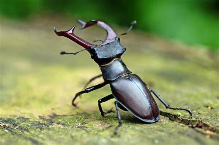 Beetle from "A Bug's Life" surrounded by ants.