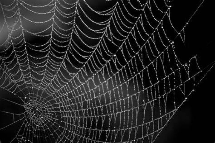 cobweb