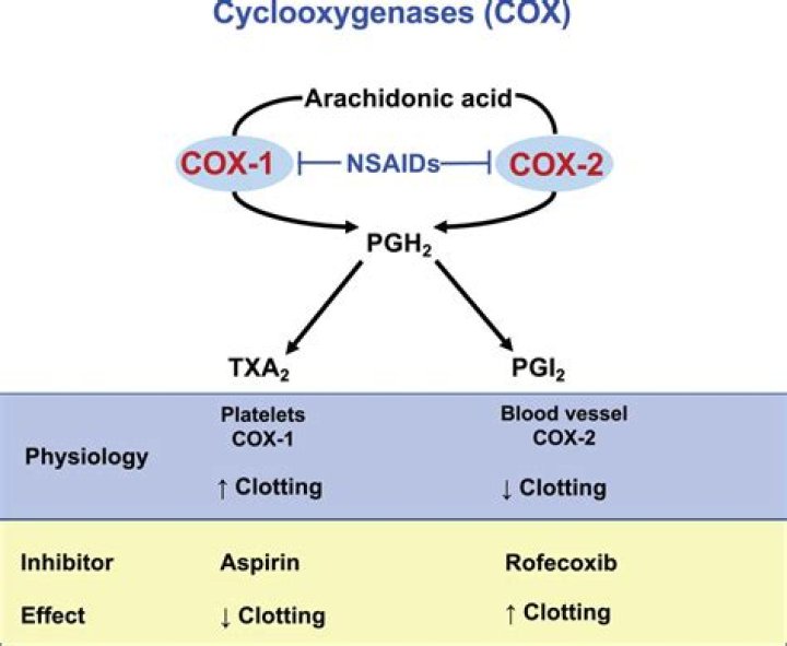 cox 1