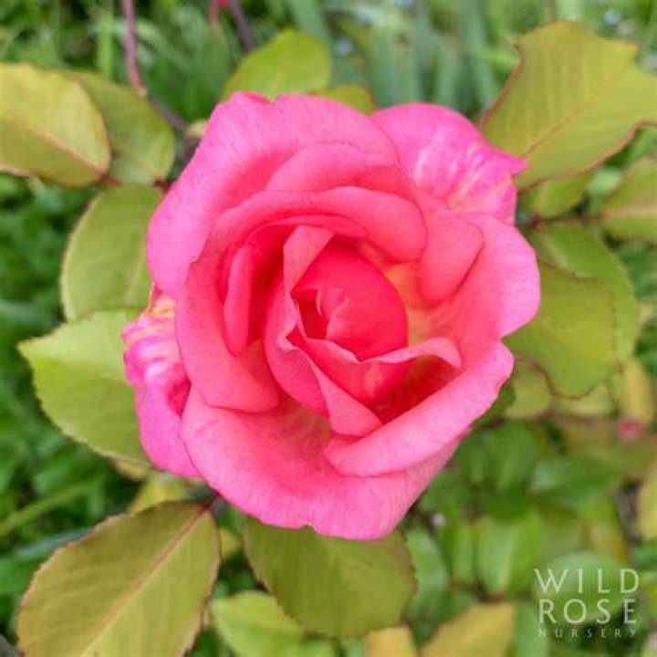 Lee Rose 1