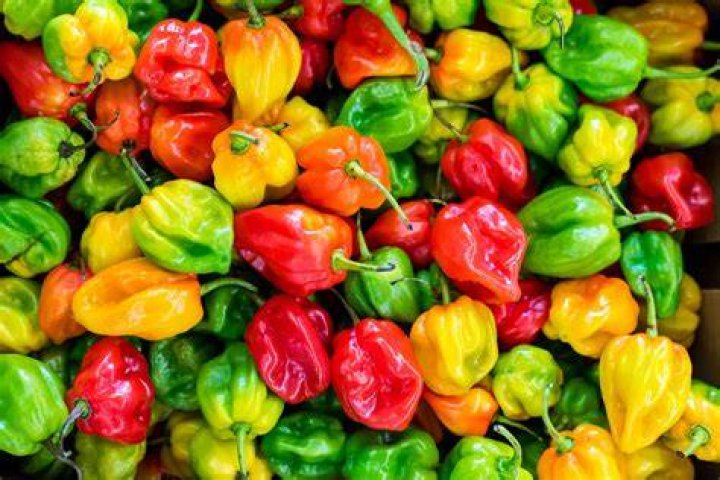 peppersjpg 7a8aa635fb4162af