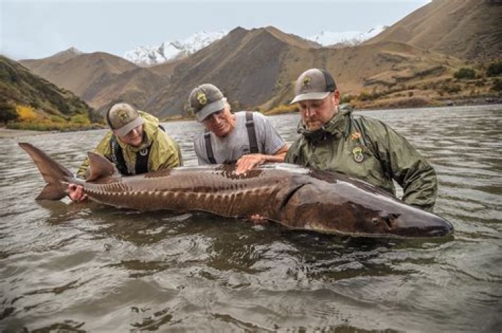 125669471 sturgeon